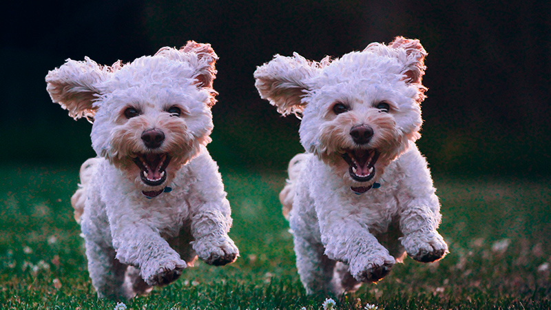 Two white puppies.